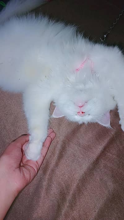 persian female cat