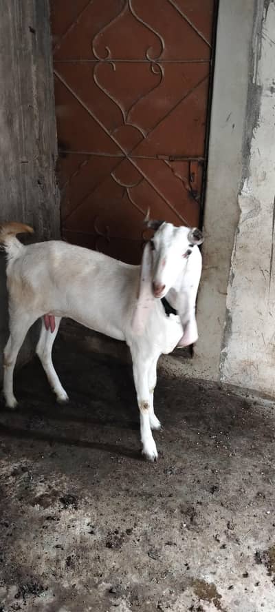 Guaranteed Gabban Bakri And Breeder