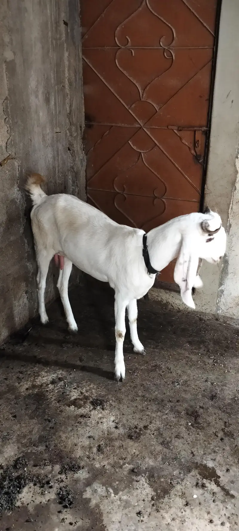 **Pure Beetal & Beetal Gulabi Cross Goat Pair for Sale** — photo 2