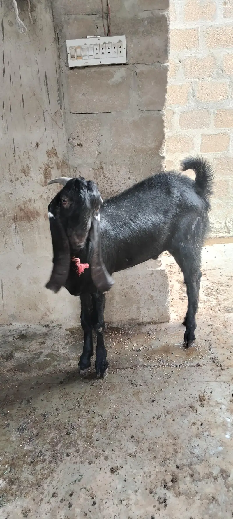 **Pure Beetal & Beetal Gulabi Cross Goat Pair for Sale** — photo 3