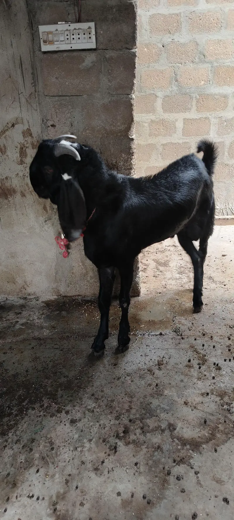 **Pure Beetal & Beetal Gulabi Cross Goat Pair for Sale** — photo 4