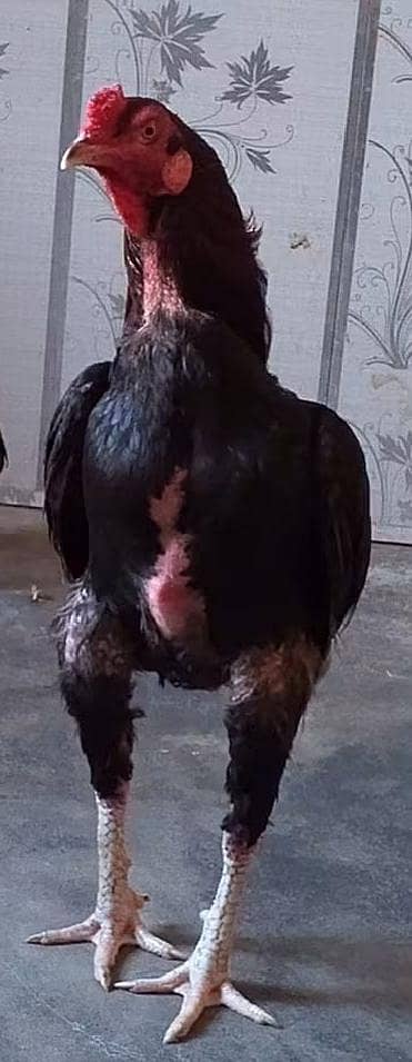 aseel madi 12 eggs k sath for sale