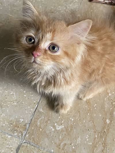 Persion cat 2 coded Masha Allah bohat payari hy