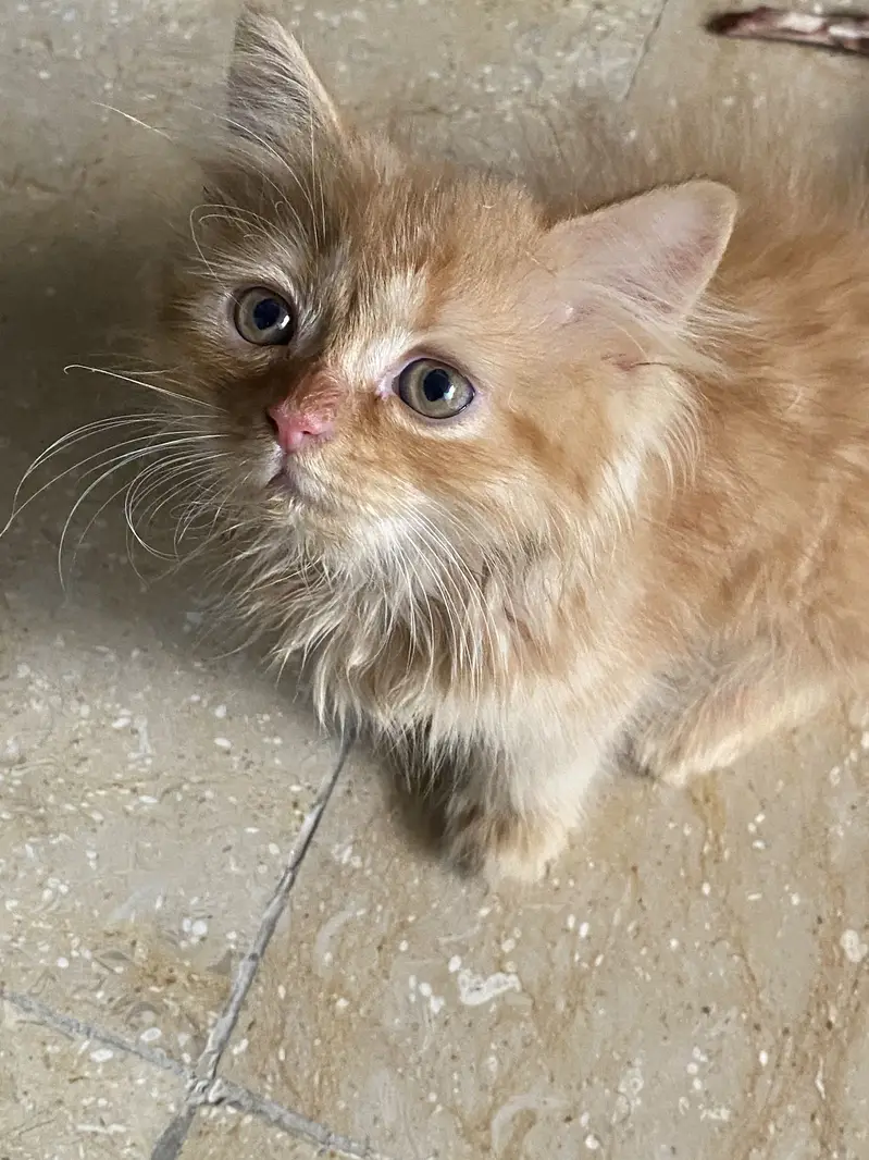 Persion cat 2 coded Masha Allah bohat payari hy — photo 2