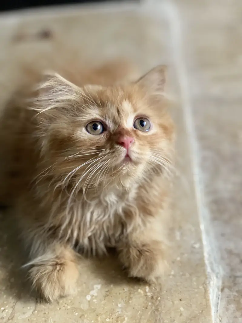 Persion cat 2 coded Masha Allah bohat payari hy — photo 3