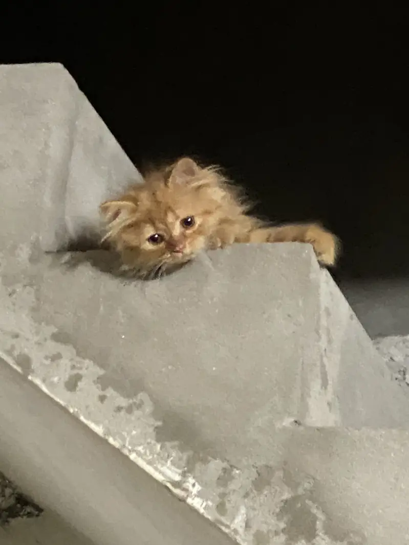 Persion cat 2 coded Masha Allah bohat payari hy — photo 4