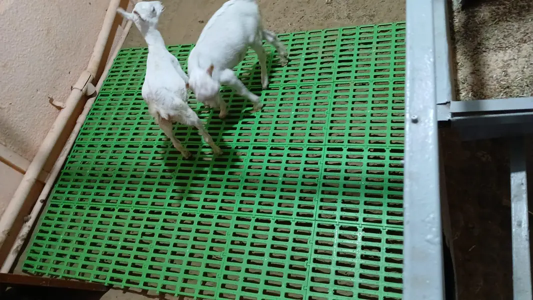 Heavy-duty plastic Flooring pallets for Goats — photo 4
