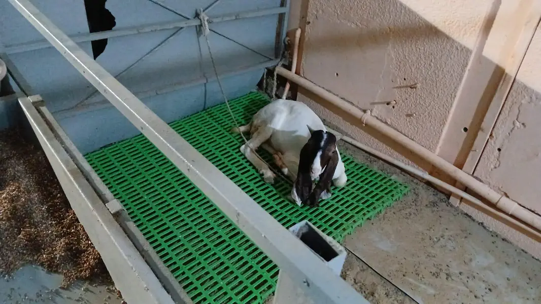 Heavy-duty plastic Flooring pallets for Goats — photo 5