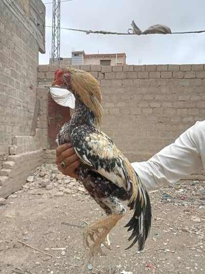 Aseel