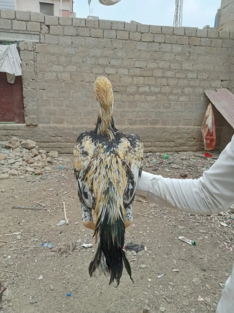 Aseel — photo 2
