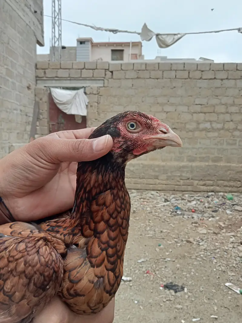 Aseel — photo 5