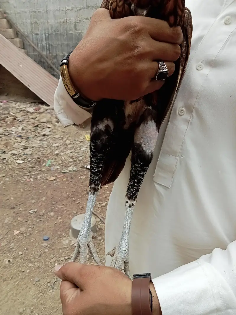 Aseel — photo 7