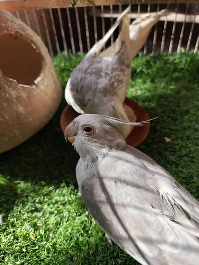 parrot cockatiel albino red eye buy 2 get one free
