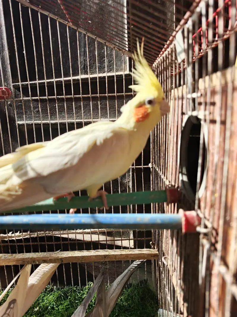 parrot cockatiel albino red eye buy 2 get one free — photo 2