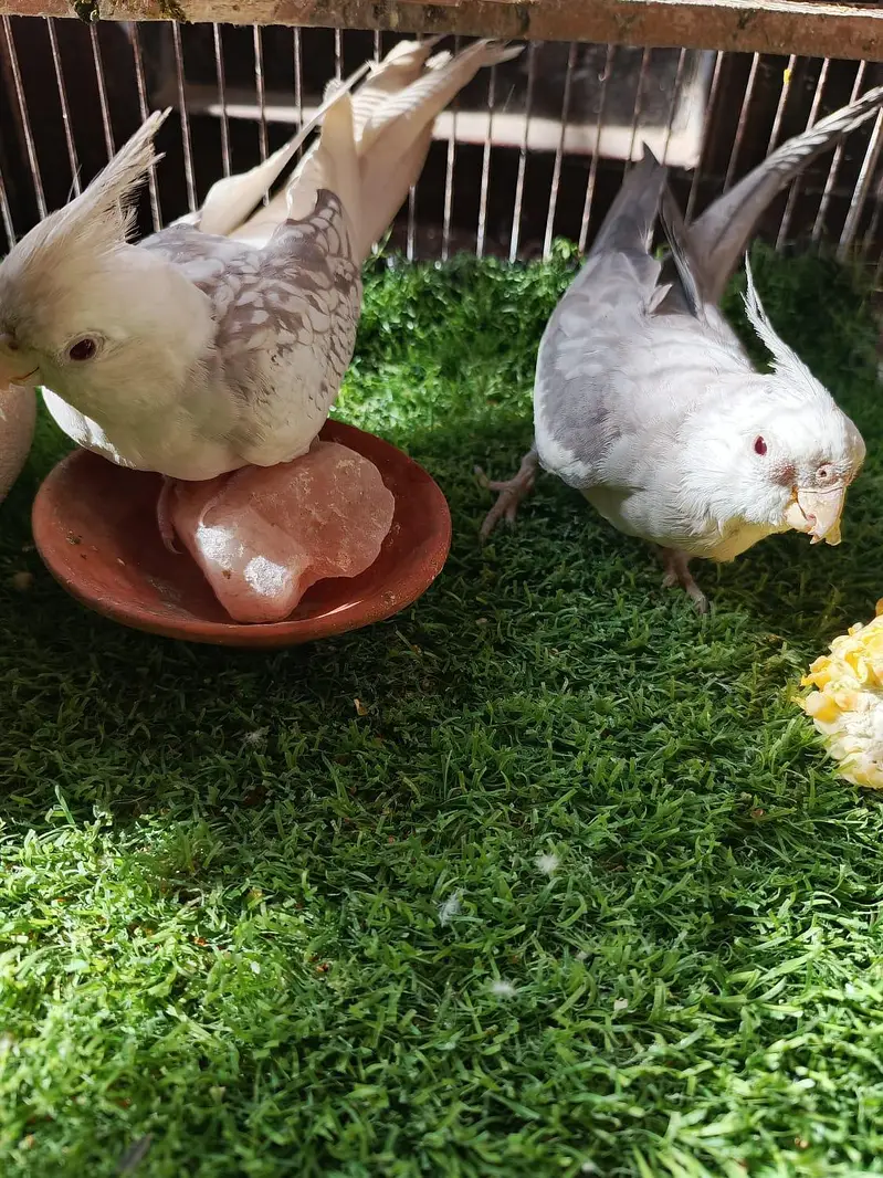 parrot cockatiel albino red eye buy 2 get one free — photo 3