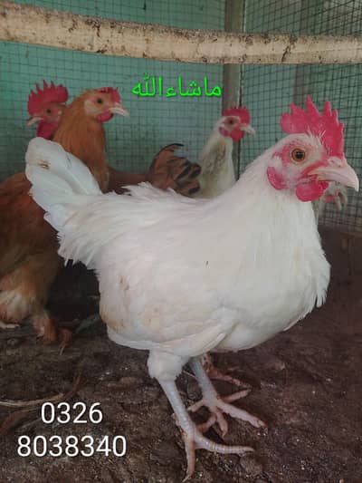 Cock/Male Fancy