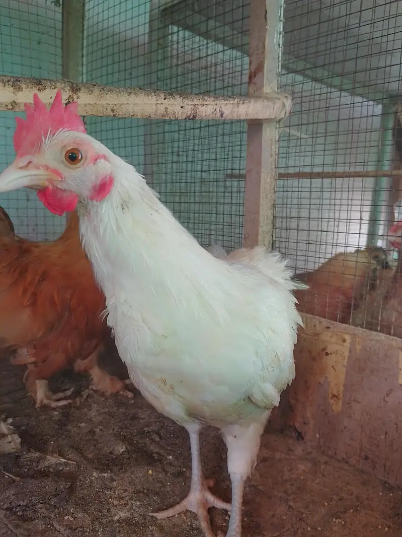 Cock/Male Fancy — photo 2