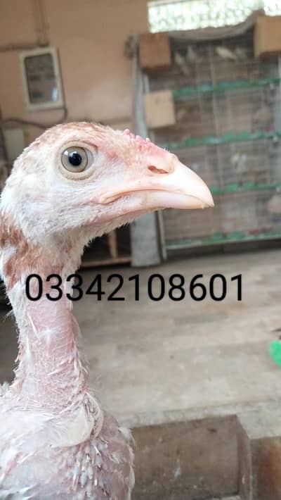 Aseel pathy chicks hen murgi mianwali dragon heera murga