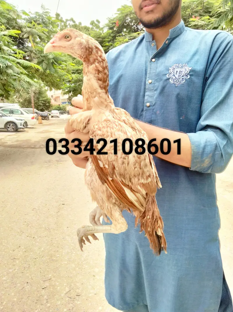 Aseel pathy chicks hen murgi mianwali dragon heera murga — photo 2
