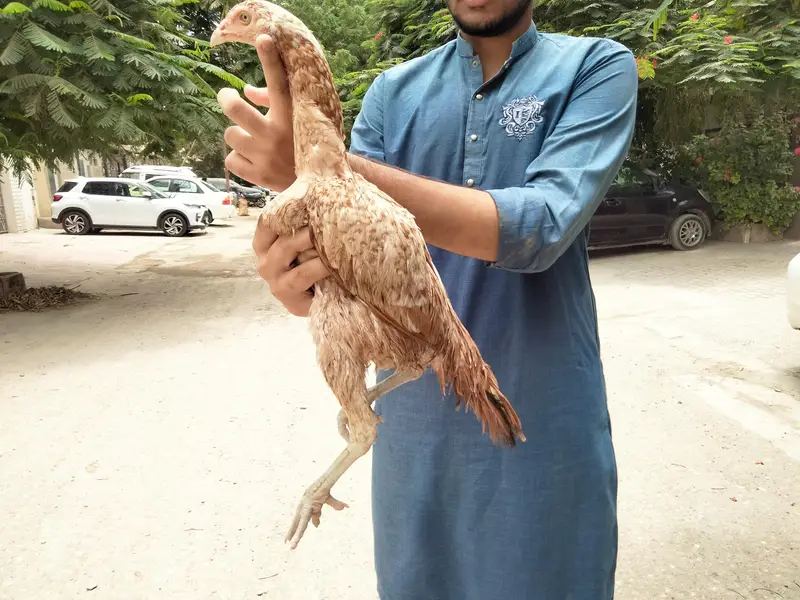 Aseel pathy chicks hen murgi mianwali dragon heera murga — photo 3