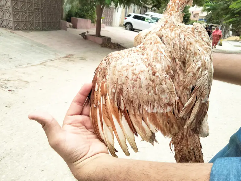 Aseel pathy chicks hen murgi mianwali dragon heera murga — photo 4