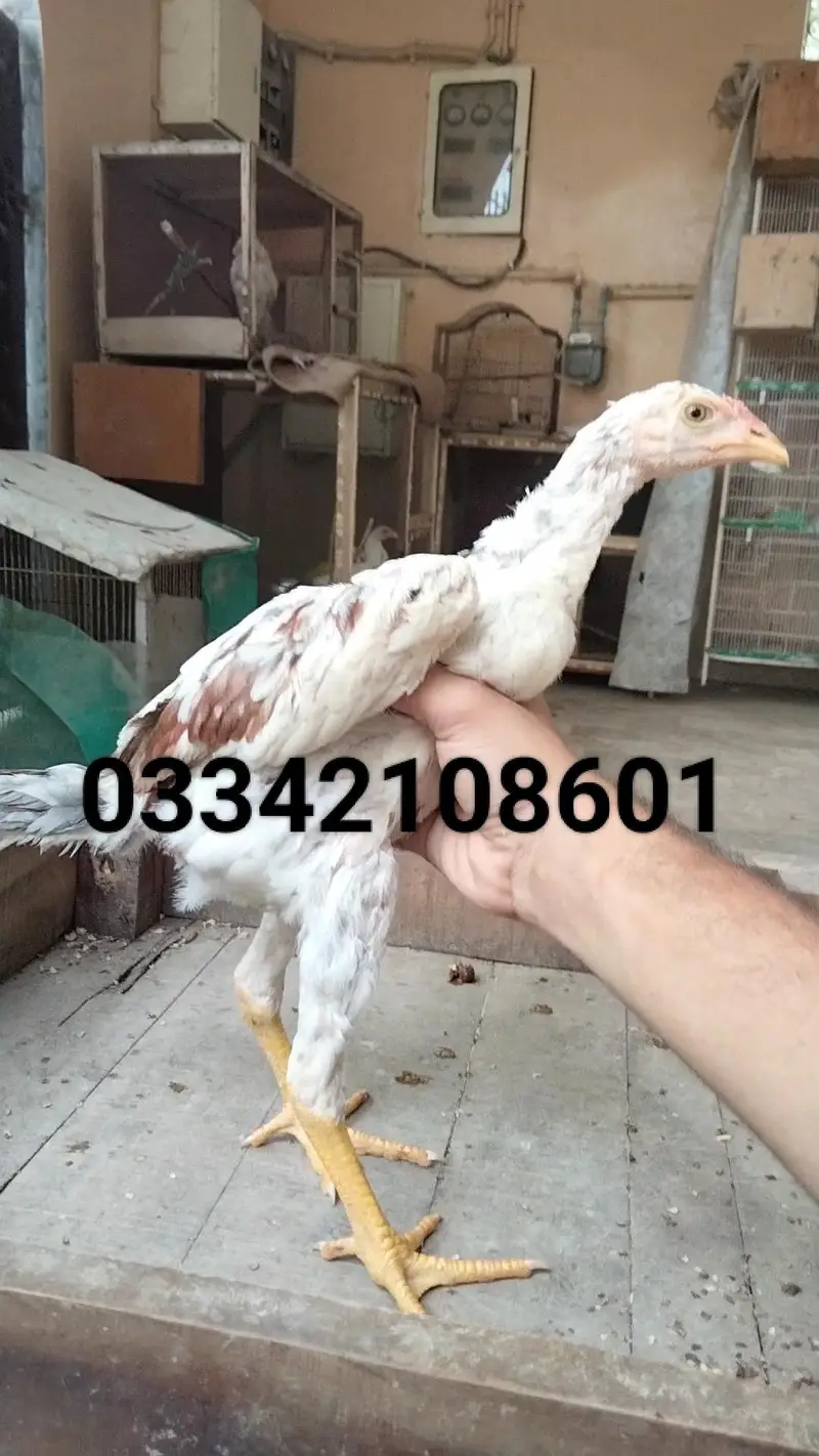 Aseel pathy chicks hen murgi mianwali dragon heera murga — photo 5