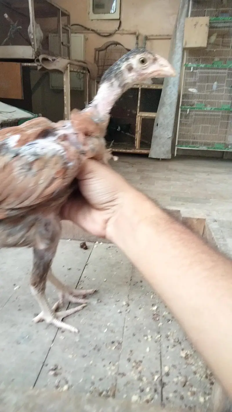 Aseel pathy chicks hen murgi mianwali dragon heera murga — photo 6