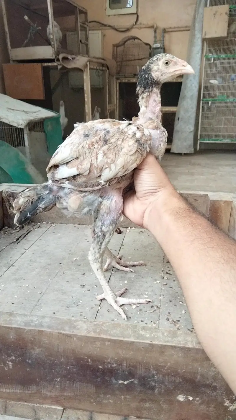 Aseel pathy chicks hen murgi mianwali dragon heera murga — photo 7