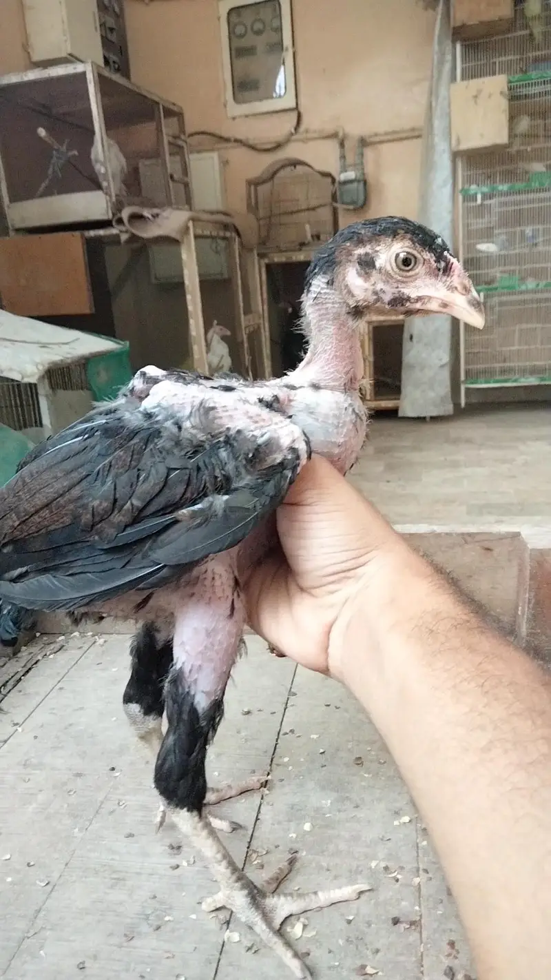 Aseel pathy chicks hen murgi mianwali dragon heera murga — photo 8