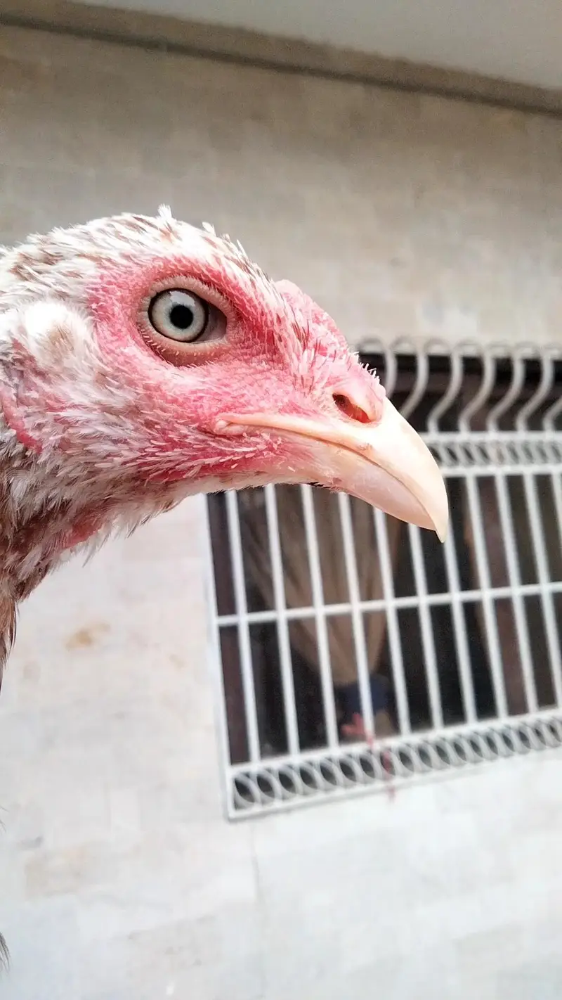 Aseel pathy chicks hen murgi mianwali dragon heera murga — photo 9