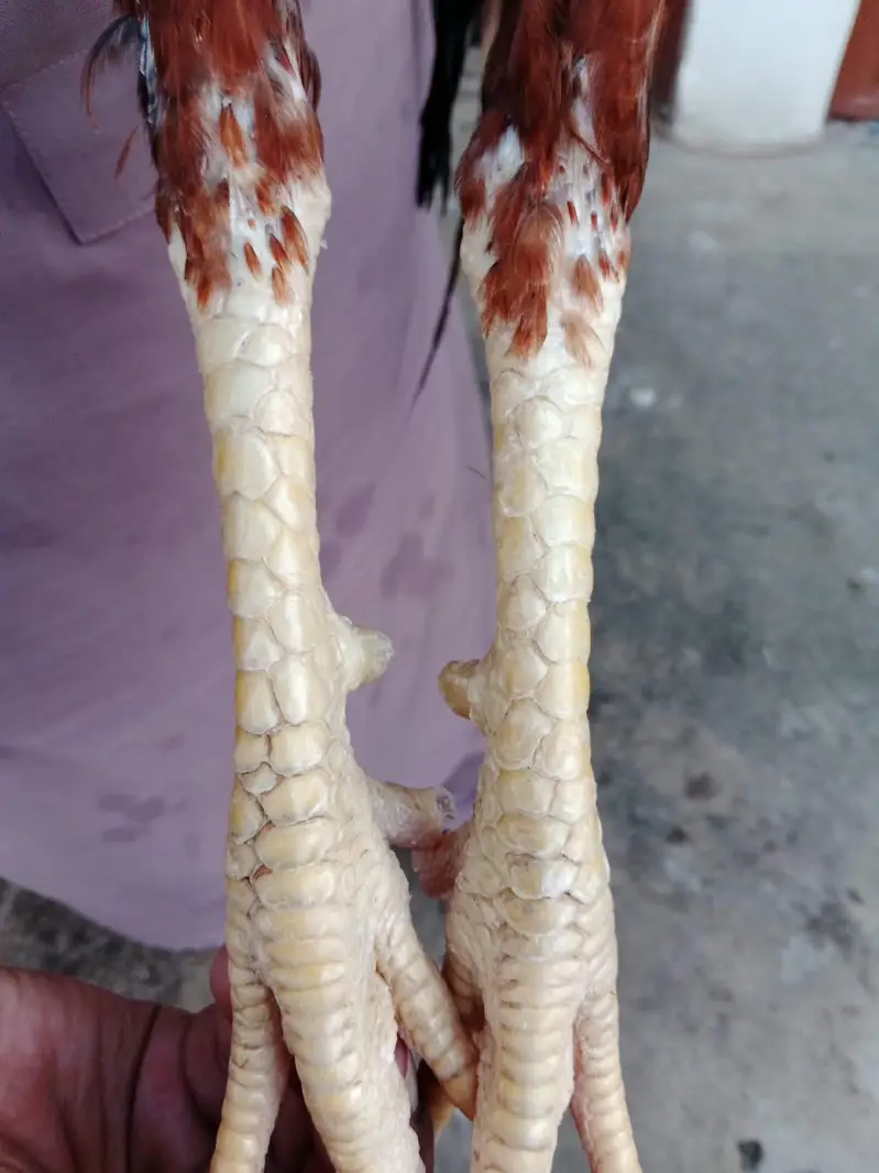 aseel pairs for sale read description — photo 3