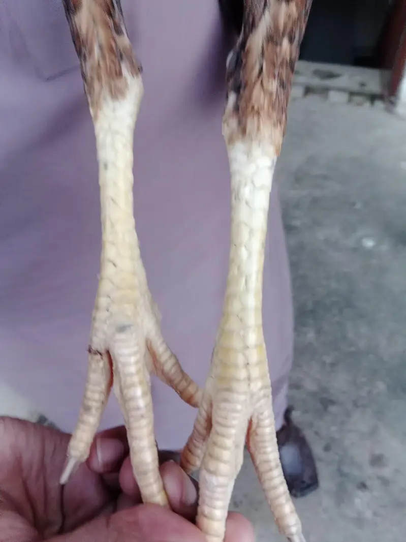 aseel pairs for sale read description — photo 12