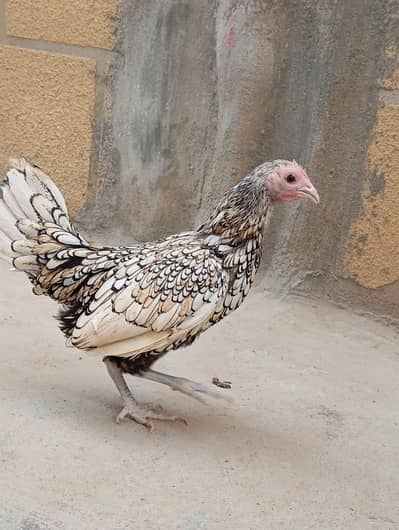 Title: Pure Sebright Murgi for Sale | Healthy & Active | Fancy Breed