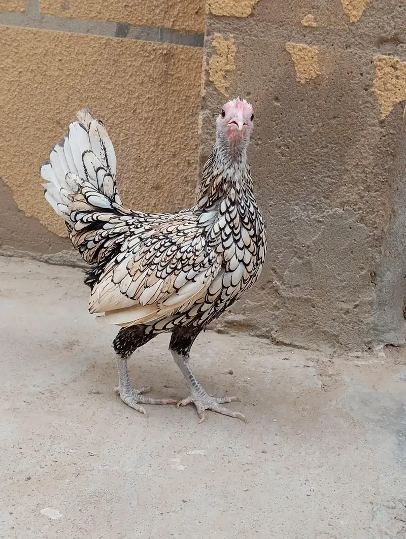 Title: Pure Sebright Murgi for Sale | Healthy & Active | Fancy Breed — photo 2