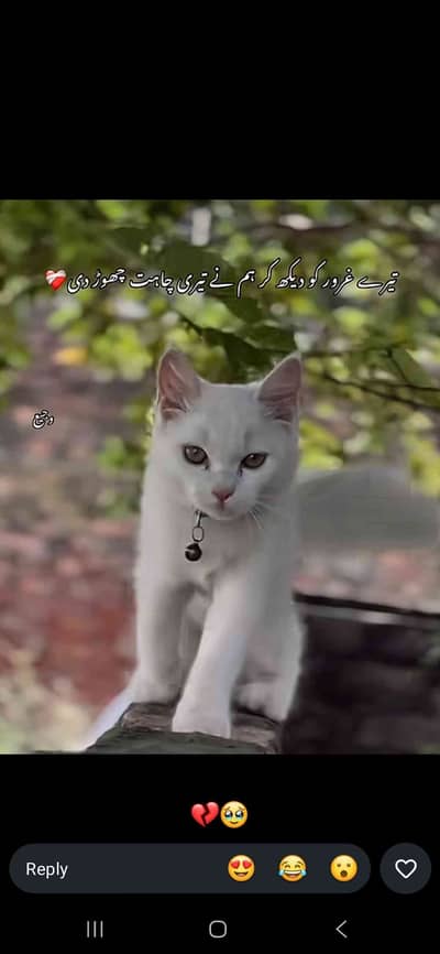 hamza 