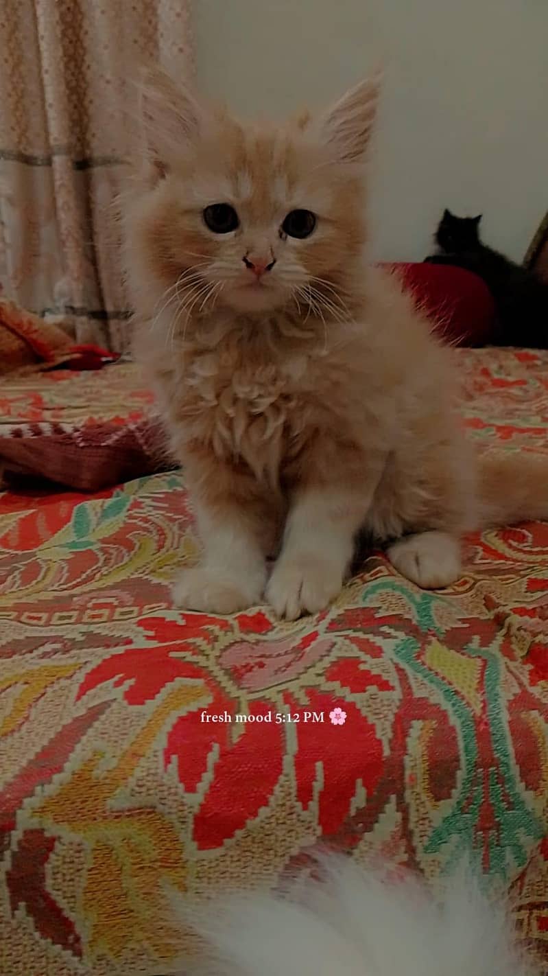 cute kittens 1