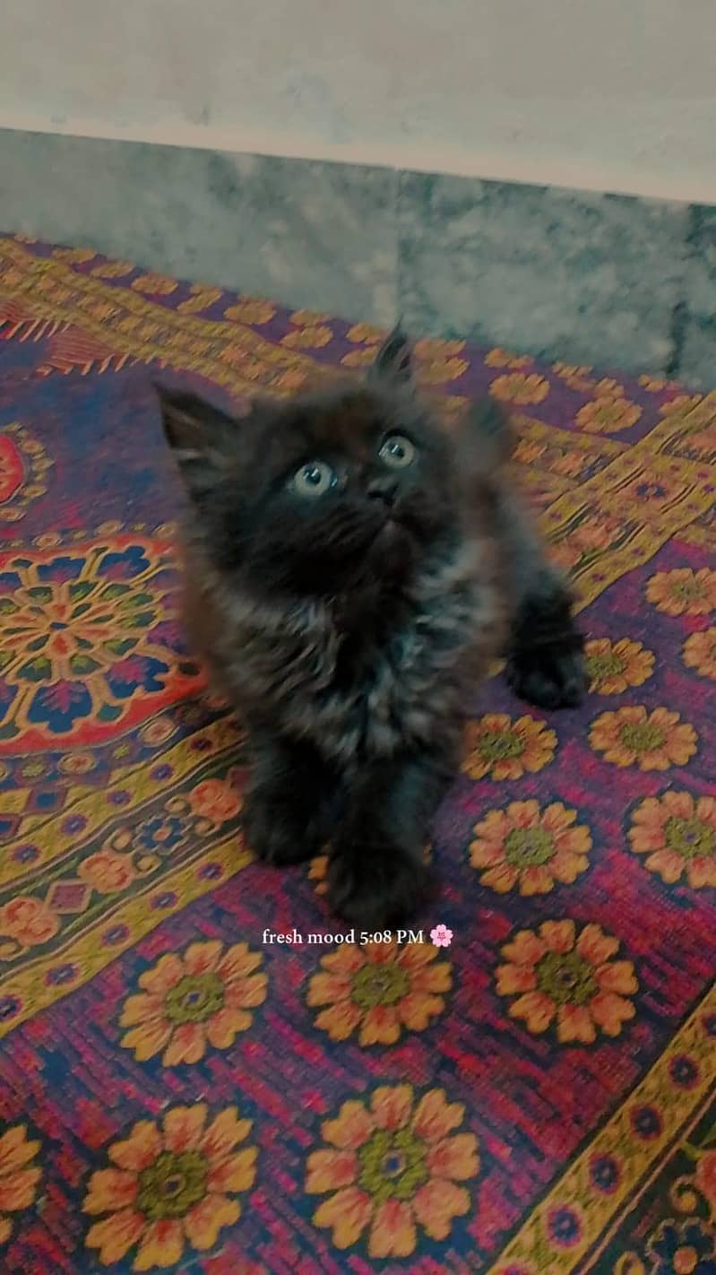 cute kittens 2