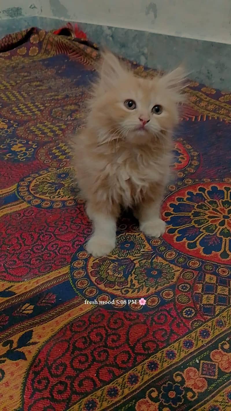 cute kittens 3