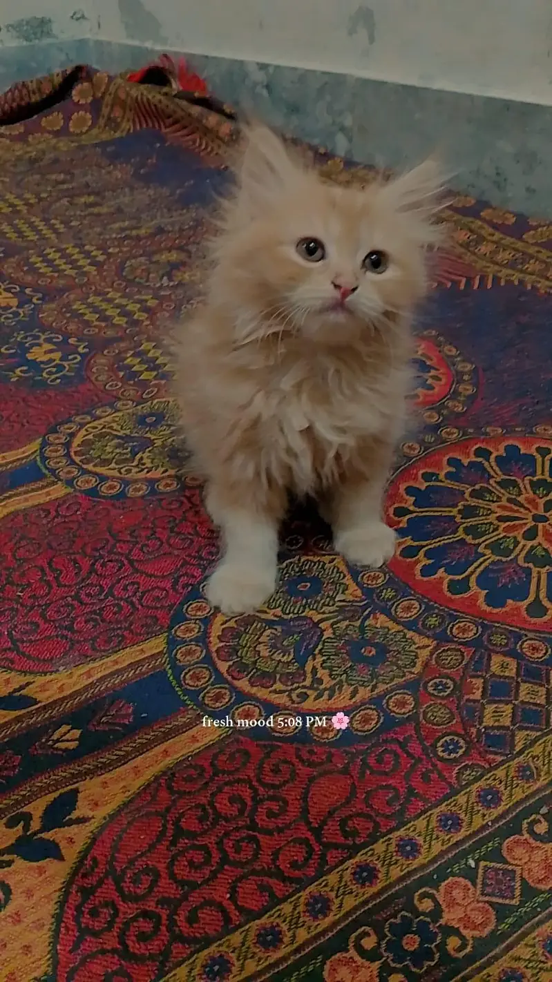 cute kittens — photo 4