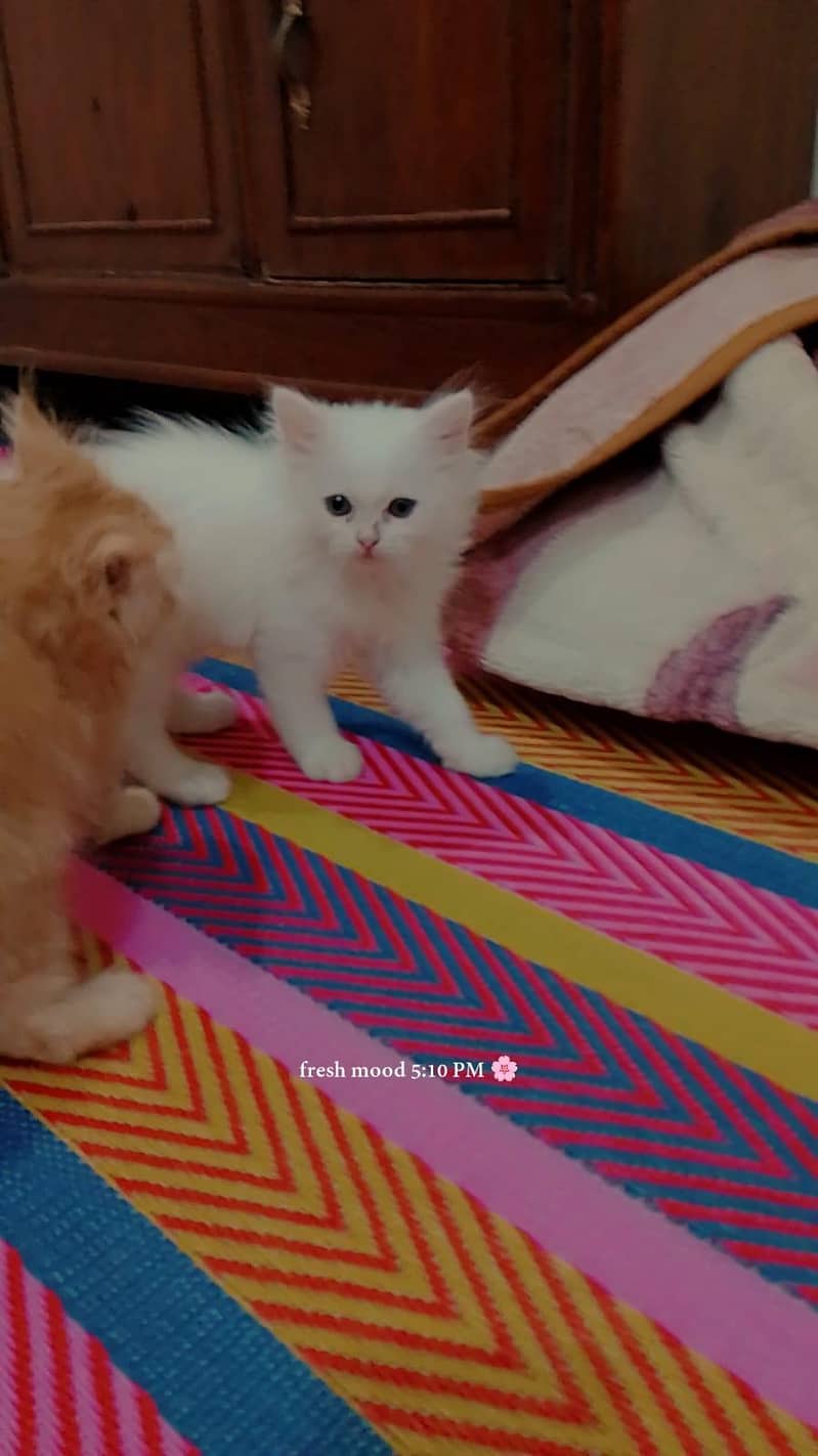 cute kittens 4