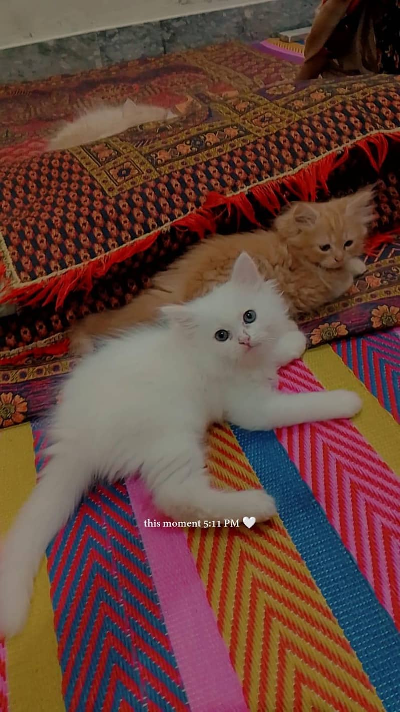 cute kittens 5
