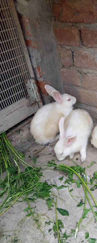 Rabbit