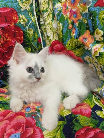 Sell Kittens