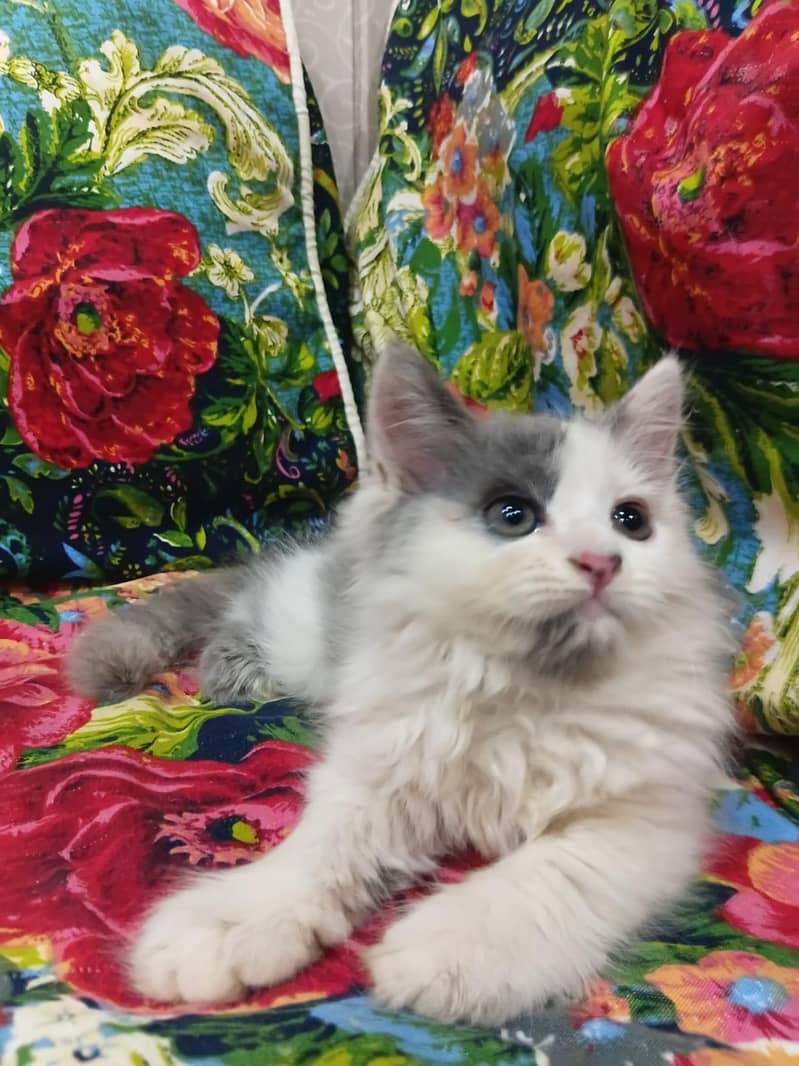 Sell Kittens 1