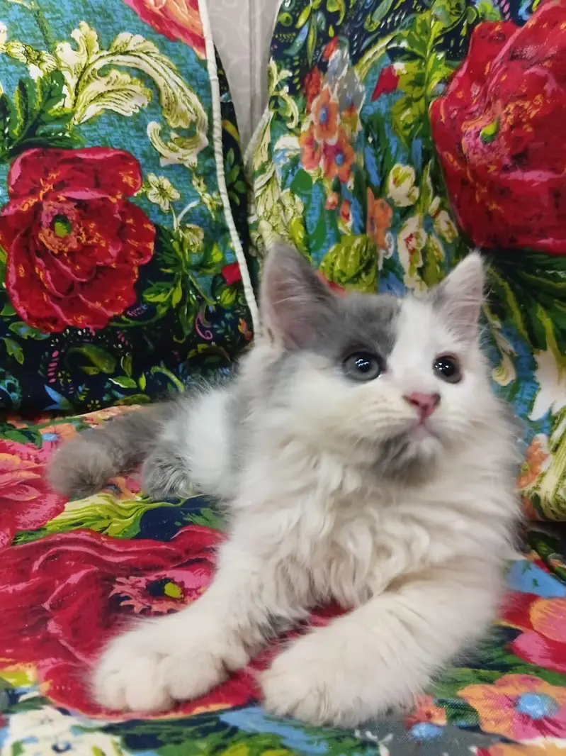 Sell Kittens — photo 2