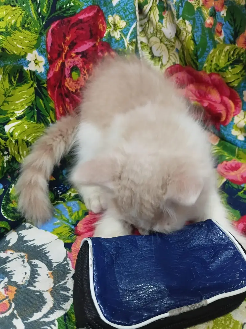 Sell Kittens — photo 3