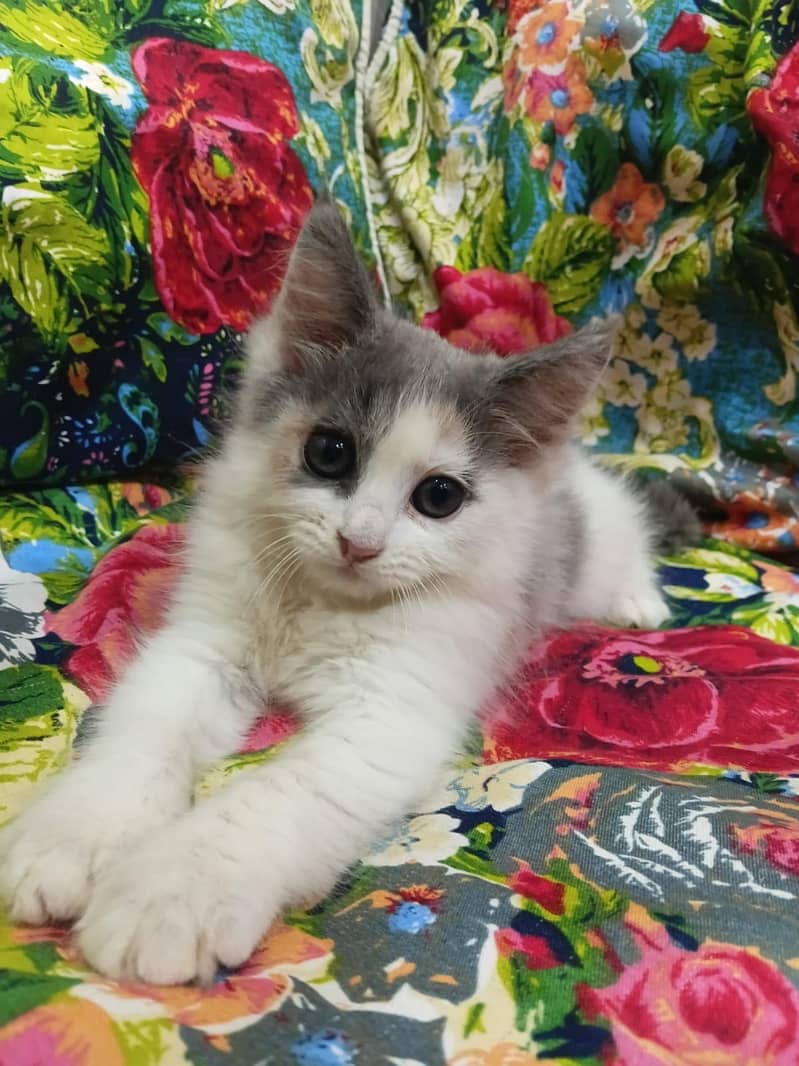Sell Kittens 3