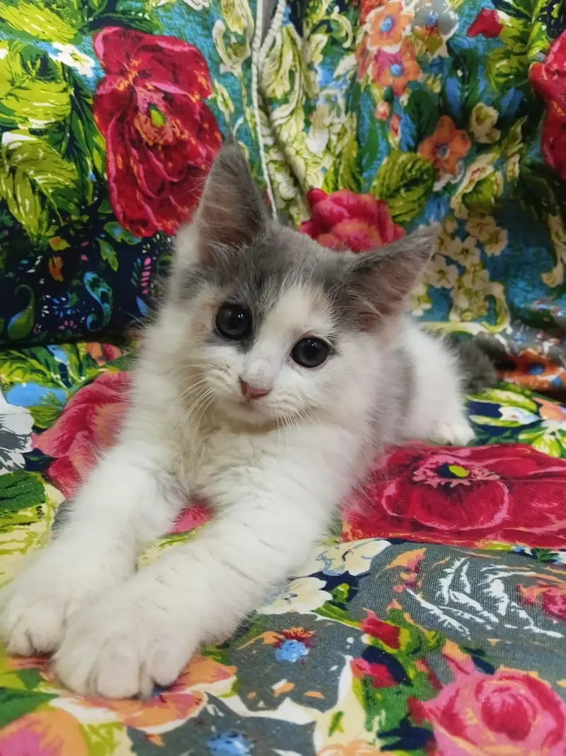 Sell Kittens — photo 4