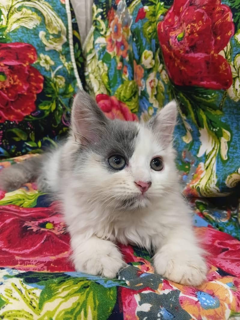 Sell Kittens 4