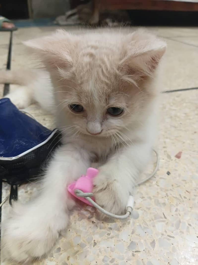 Sell Kittens 5